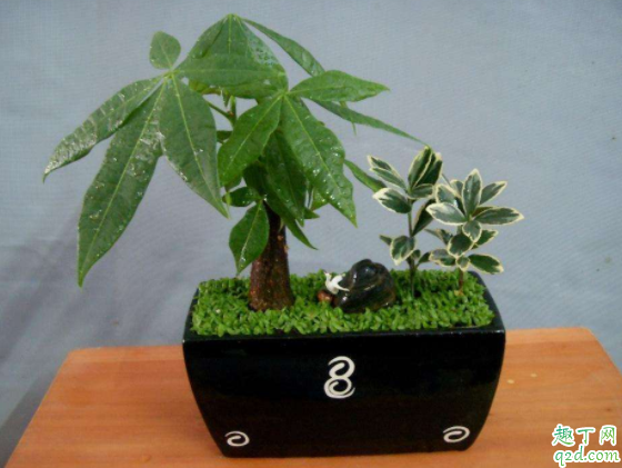 发芽的发财树为什么有黄叶 发财树叶子都干枯了怎么处理