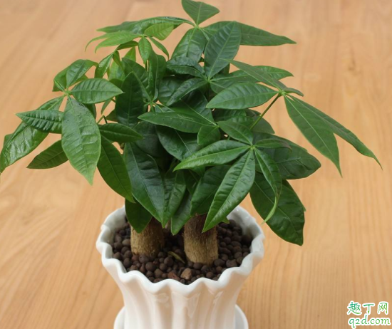 发芽的发财树为什么有黄叶 发财树叶子都干枯了怎么处理