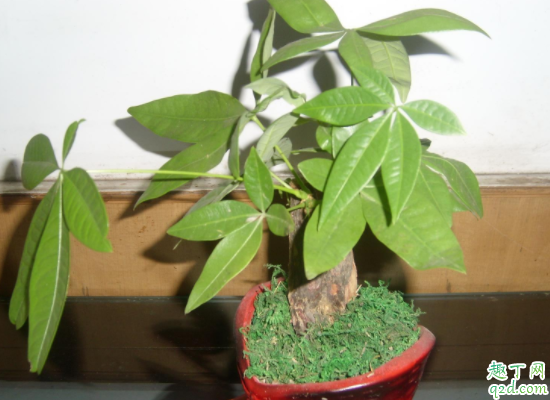 发芽的发财树为什么有黄叶 发财树叶子都干枯了怎么处理