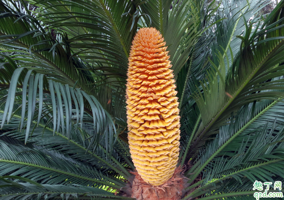 铁树叶子黄了是咋回事 铁树黄叶子该怎么修复