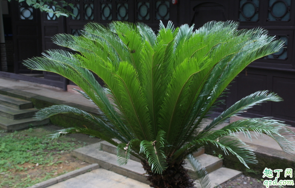 铁树叶子黄了是咋回事 铁树黄叶子该怎么修复