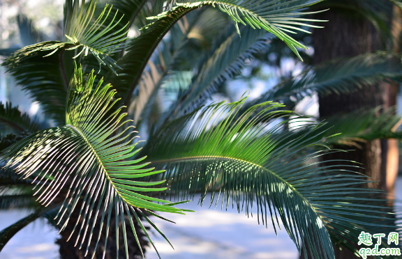 铁树叶子黄了是咋回事 铁树黄叶子该怎么修复