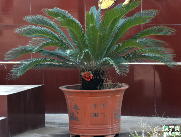 铁树叶子为啥老是发白 铁树叶子发白怎么补救