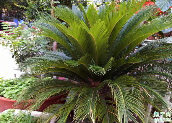 铁树叶子为啥老是发白 铁树叶子发白怎么补救