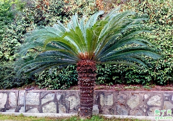 铁树叶子为啥老是发白 铁树叶子发白怎么补救