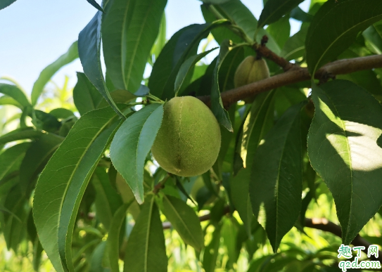 桃树上嫁接苹果树能行吗 桃树嫁接的最佳时间是啥时候