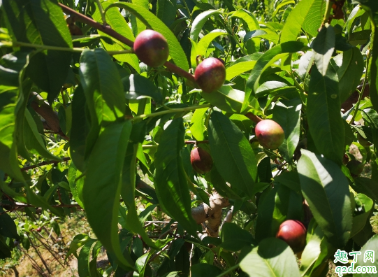 桃树上嫁接苹果树能行吗 桃树嫁接的最佳时间是啥时候