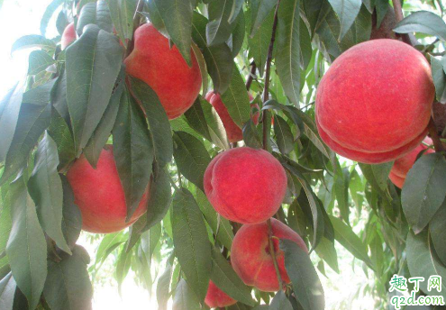 新种的桃树苗能剪枝吗 桃树什么时候剪枝最好