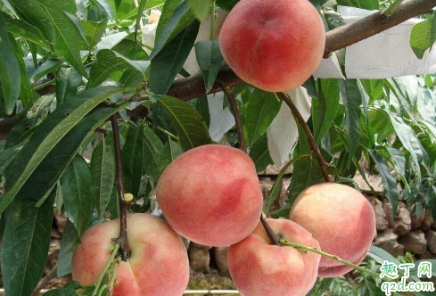 新种的桃树苗能剪枝吗 桃树什么时候剪枝最好