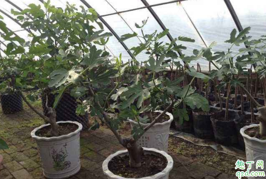 无花果苗离开土可以活多久 无花果什么时候掉叶子