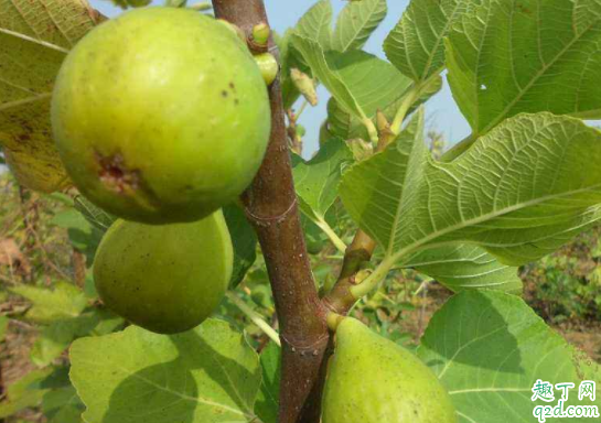 无花果苗离开土可以活多久 无花果什么时候掉叶子