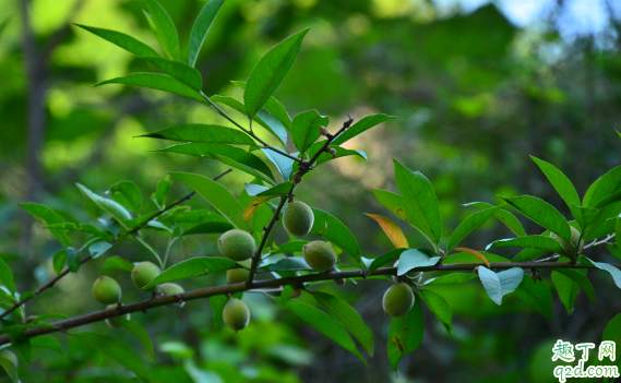 扦插的桃树能结果吗 桃树怎么扦插成活率高