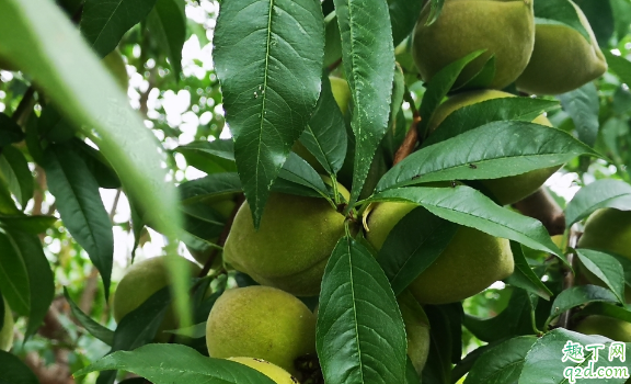 扦插的桃树能结果吗 桃树怎么扦插成活率高