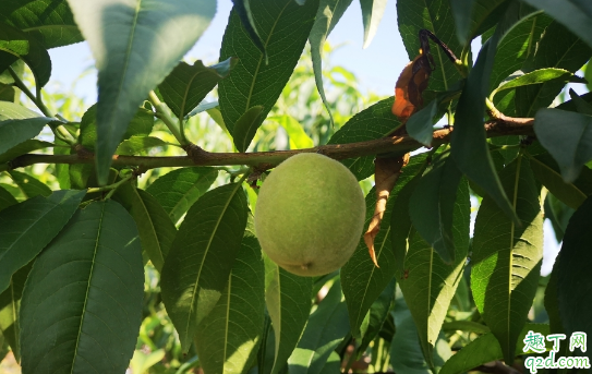 扦插的桃树能结果吗 桃树怎么扦插成活率高