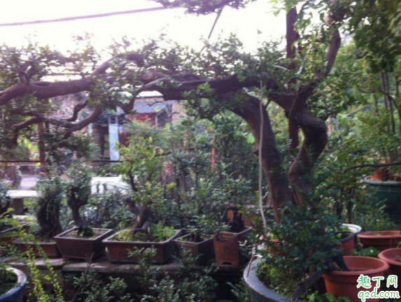 黑骨茶盆栽怎么养 黑骨茶可以压条繁殖吗