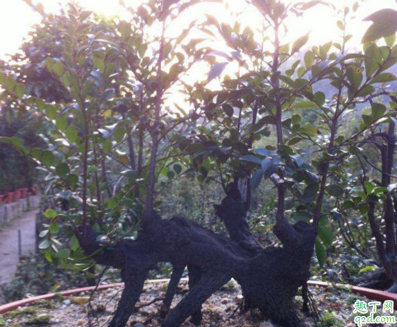 黑骨茶盆栽怎么养 黑骨茶可以压条繁殖吗