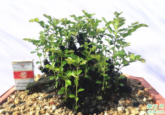 黑骨茶盆栽怎么养 黑骨茶可以压条繁殖吗