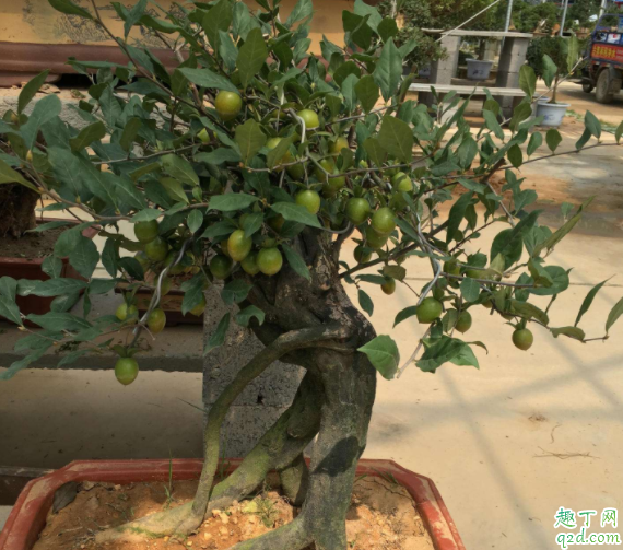 黑骨茶盆栽怎么养 黑骨茶可以压条繁殖吗