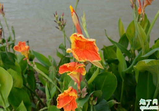 美人蕉不开花是咋回事 美人蕉怎样养花开的多