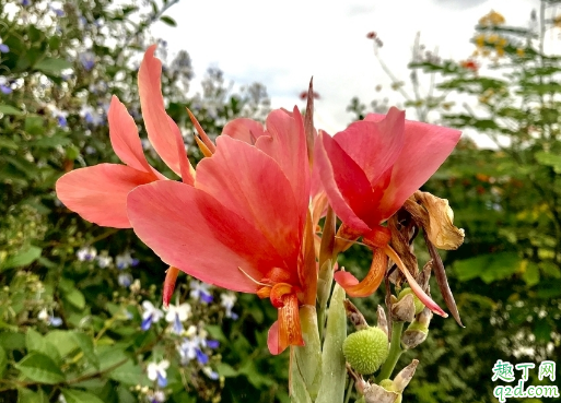 美人蕉不开花是咋回事 美人蕉怎样养花开的多