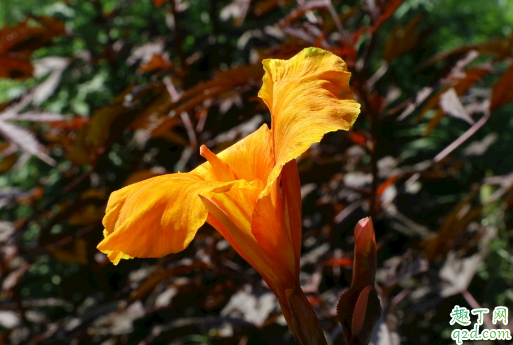 美人蕉不开花是咋回事 美人蕉怎样养花开的多