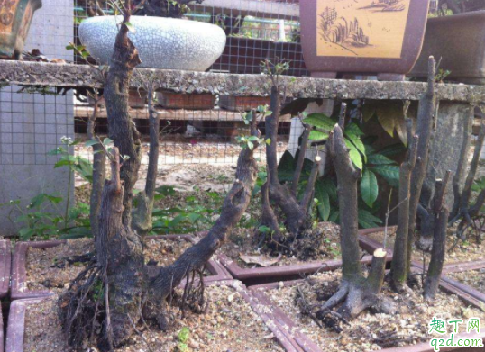 黑骨茶落叶后还长新叶吗 黑骨茶叶子掉光了怎么急救