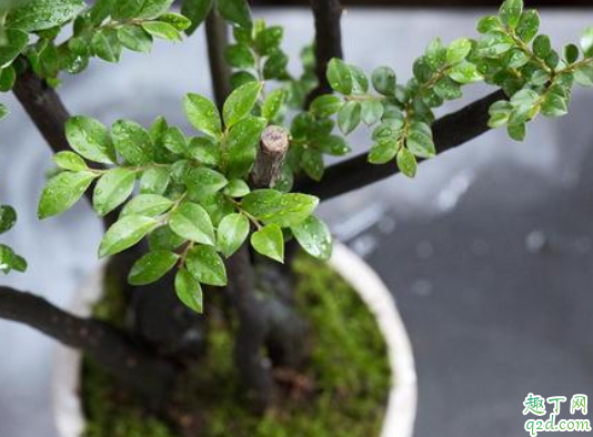 黑骨茶落叶后还长新叶吗 黑骨茶叶子掉光了怎么急救