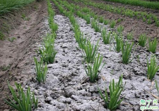 下雨前果园可以撒草木灰吗 草木灰能与农药混用吗