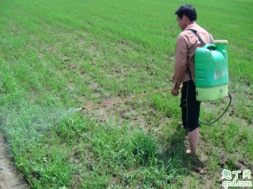 下雨前果园可以撒草木灰吗 草木灰能与农药混用吗