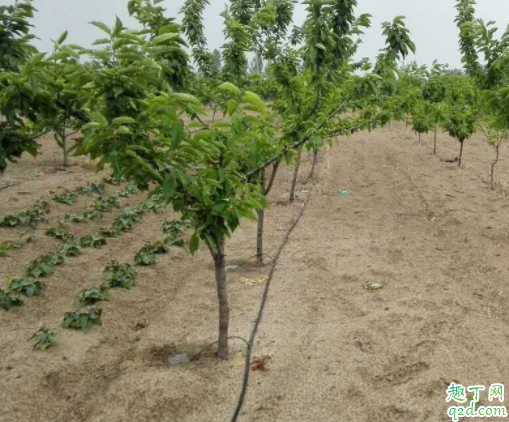 下雨前果园可以撒草木灰吗 草木灰能与农药混用吗