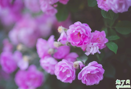 蔷薇是藤本月季吗 蔷薇藤本月季怎么区分