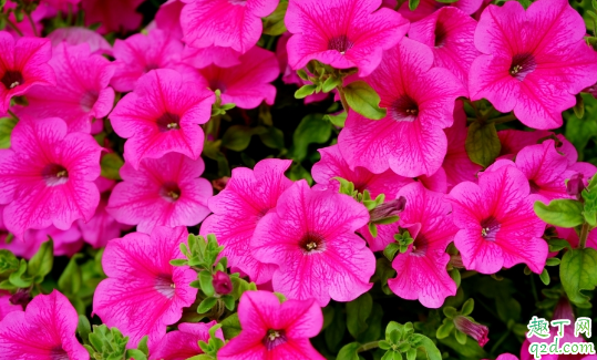 蔷薇是藤本月季吗 蔷薇藤本月季怎么区分