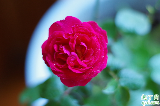 蔷薇老掉叶子是咋回事 蔷薇花怎么养长得旺盛