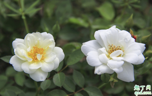 蔷薇老掉叶子是咋回事 蔷薇花怎么养长得旺盛