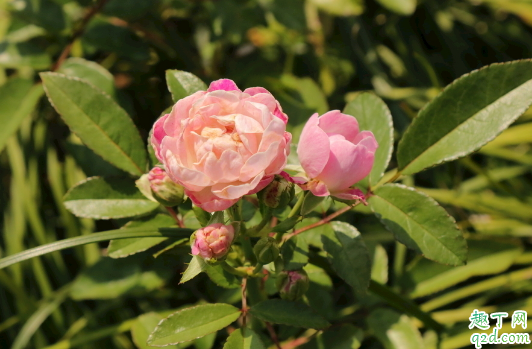 蔷薇老掉叶子是咋回事 蔷薇花怎么养长得旺盛