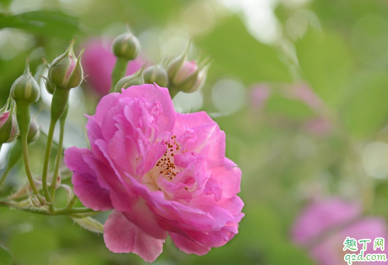 蔷薇杆子几月份扦插 蔷薇杆怎么扦插容易成活