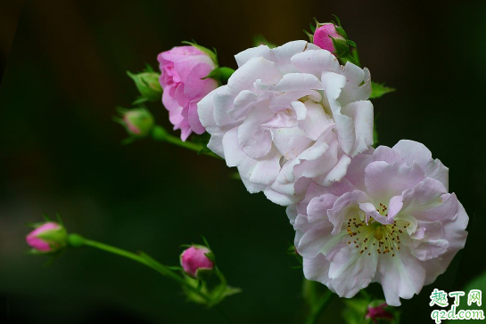 蔷薇杆子几月份扦插 蔷薇杆怎么扦插容易成活