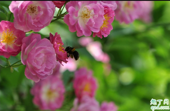 蔷薇杆子几月份扦插 蔷薇杆怎么扦插容易成活