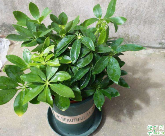 鸭脚木长虫子怎么办 鸭脚木长蚧壳虫用什么药