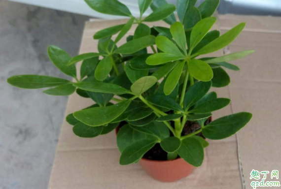 鸭脚木长虫子怎么办 鸭脚木长蚧壳虫用什么药