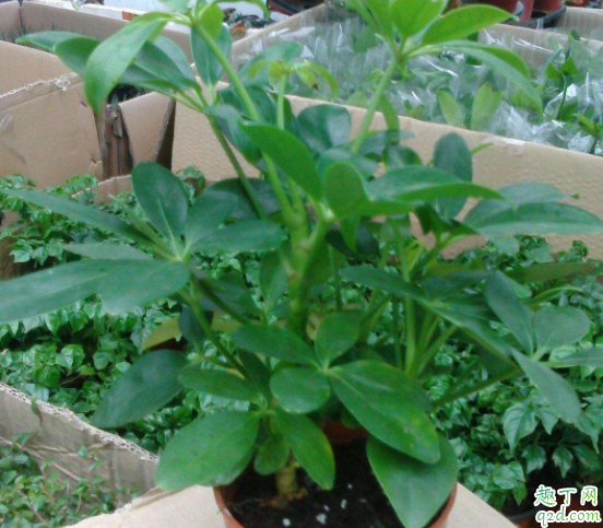 怎样扦插鸭脚木好活 鸭脚木怎么长不高