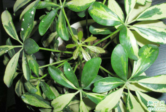 怎样扦插鸭脚木好活 鸭脚木怎么长不高