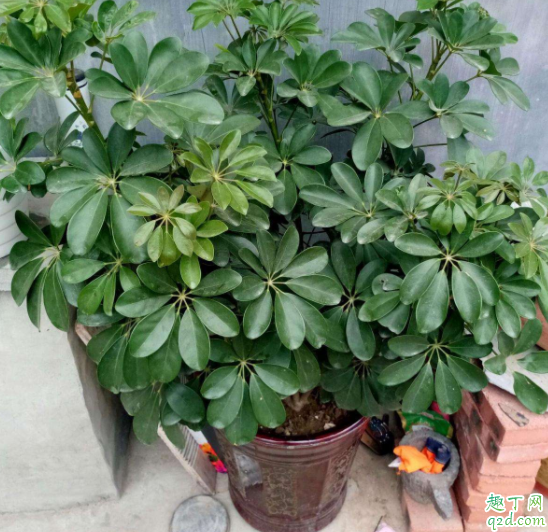 鸭掌木浇水多了怎么办 鸭脚木缺水严重怎么办