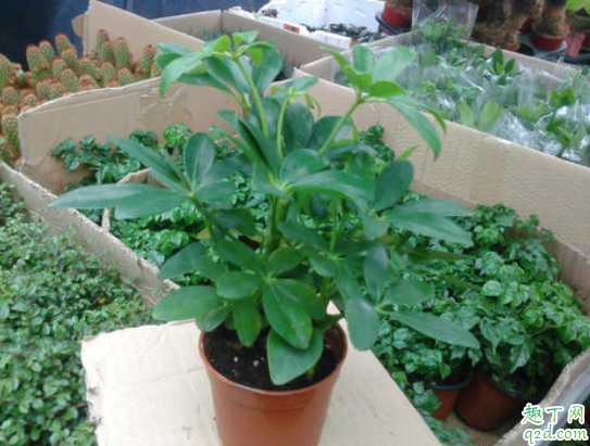 鸭掌木浇水多了怎么办 鸭脚木缺水严重怎么办