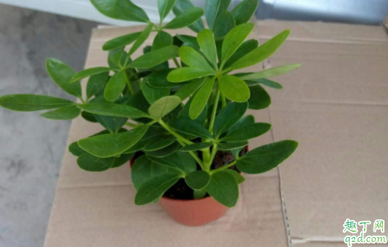 鸭掌木浇水多了怎么办 鸭脚木缺水严重怎么办