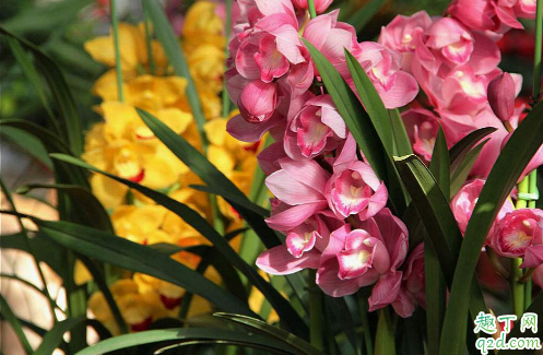 刚买的大花蕙兰怎么上盆易成活 大花蕙兰上盆后怎样养才开花