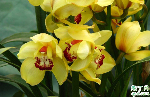 大花惠兰烂根后还有救吗 大花蕙怎样养花开旺盛