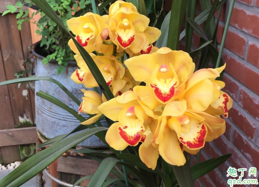 大花惠兰烂根后还有救吗 大花蕙怎样养花开旺盛