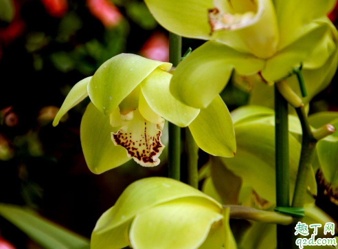 大花惠兰烂根后还有救吗 大花蕙怎样养花开旺盛