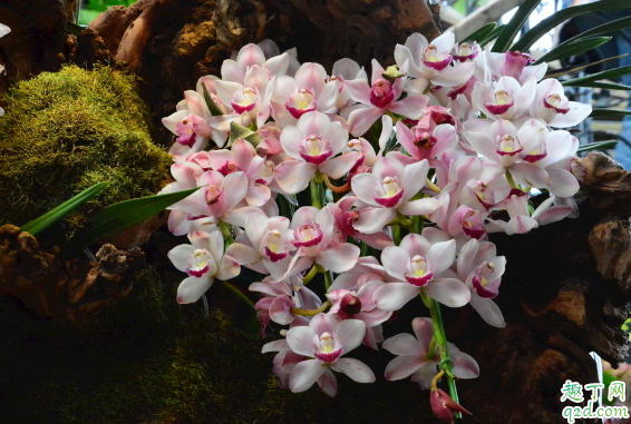 大花蕙兰叶子卷曲是怎么回事 大花蕙叶子卷曲如何防治